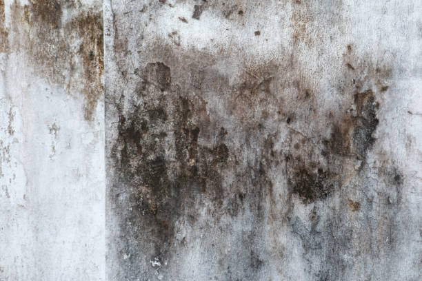 Best Biohazard Mold Removal  in Roosevelt Park, MI