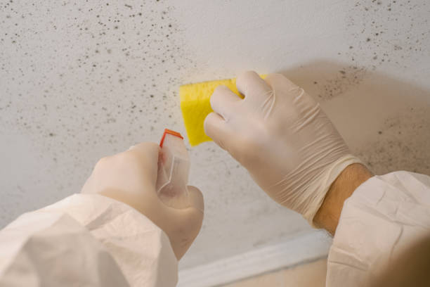 Best Indoor Air Quality Assessment  in Roosevelt Park, MI