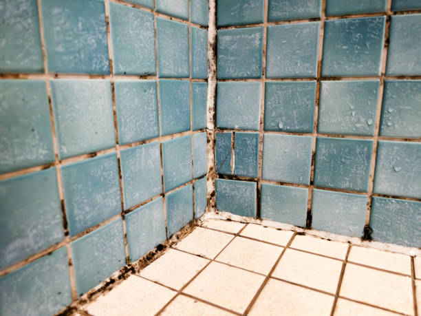 Best Attic Mold Removal  in Roosevelt Park, MI