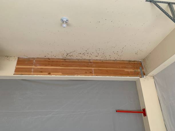 Best Mold Prevention Services  in Roosevelt Park, MI