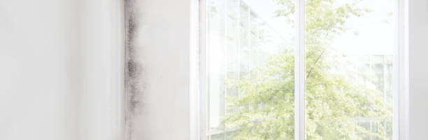 Best Mold Documentation for Insurance Claims  in Roosevelt Park, MI