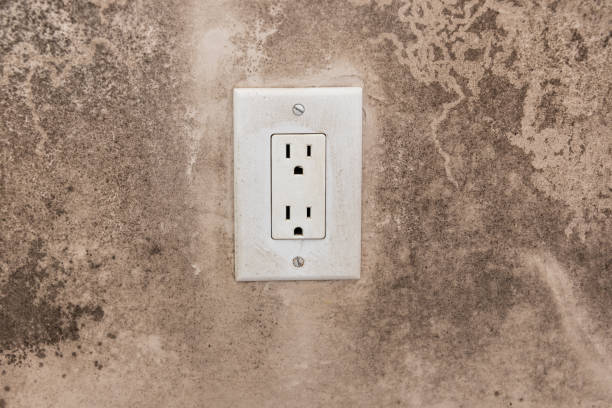 Best Forensic Mold Investigation  in Roosevelt Park, MI