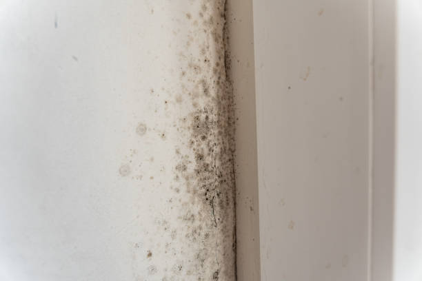 Best Comprehensive Air Testing for Mold Contaminants  in Roosevelt Park, MI