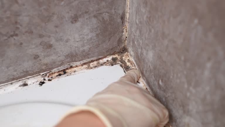 Best Basement Mold Removal  in Roosevelt Park, MI